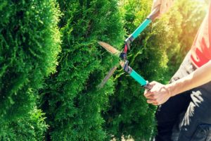 professional tree trimmer service 
