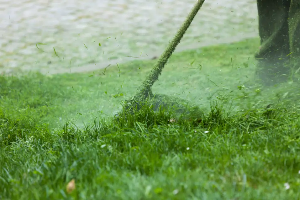yard-cleaning-services