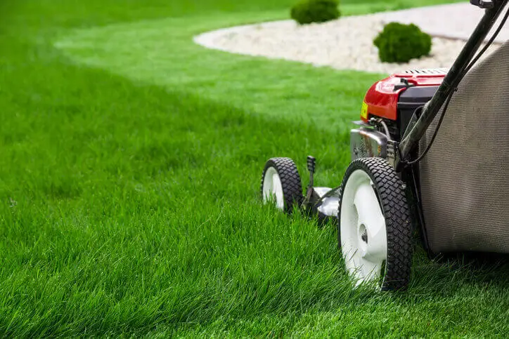 yard-cleanup-near-me