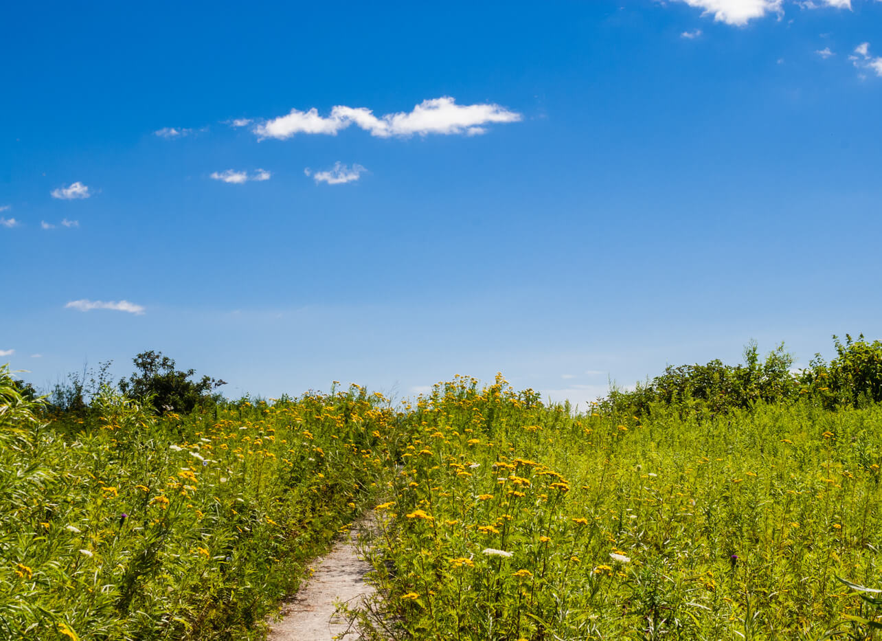 Plano land clearing services