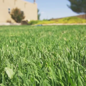 Best Grass Types for Plano and Dallas Heat