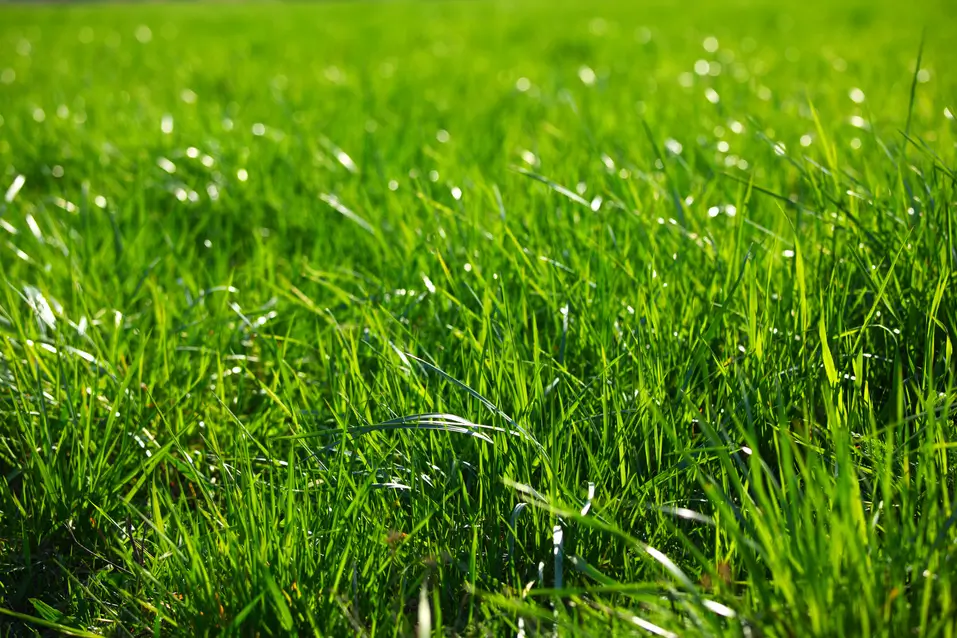 different types of grass in Texas